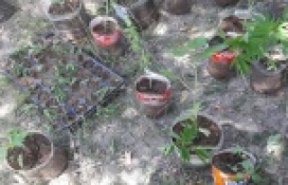 217 kök Hint keneviri ele geçirildi