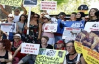 44 derecede hayvan hakları eylemi