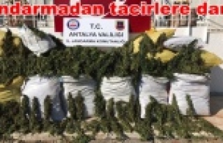 Alanya'da şok! Tam 247 kilo ele geçirildi