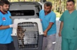 Alanya'da yaralı dağ keçisi tedavi altında