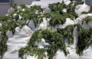 Kargılar içine esrar gizlemişler