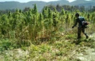 Alanya'da esrar ve hint keneviri operasyonu