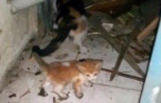 Depoda 3 gündür mahsur kalan yavru kediyi itfaiye...