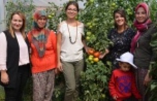 Domates güvesine karşı başlatılan mücadelede...