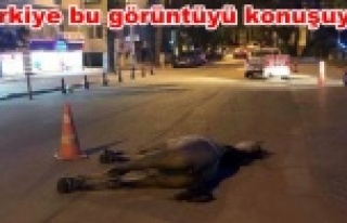 Fayton çekerken ölen at cadde ortasında terk edildi