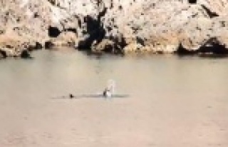 Görenler şok oldu! Uzmanlar uyardı