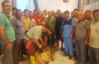 Kasaplar sınavdan geçti