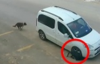 Köpeğin öldüren sürücünün ehliyetine el konuldu