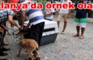 Uçuruma düşen yaralı dağ keçisi koruma altına...