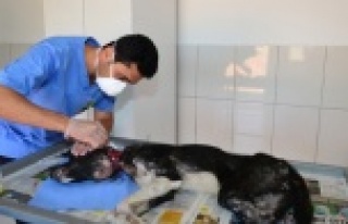Yaralı köpek hayata döndürüldü