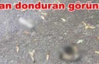 Yavru kedinin kafası ve bacakları kesilmiş halde...