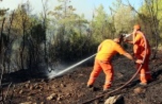 150 zeytin ağacı yanarak küle döndü