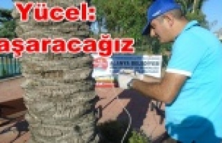 Alanya Belediyesi'nden ağaçlar için biyolojik...