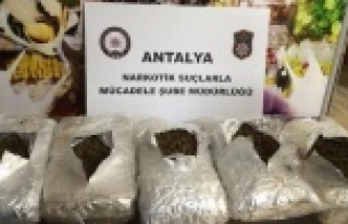Antalya'da skunk yakalandı