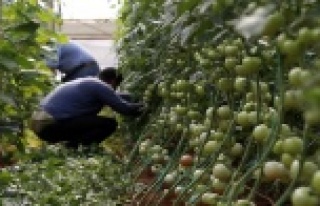Domates fideleri Rusya için toprakla buluştu