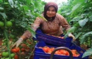 Domatesler 2 yıl aradan sonra yeniden Rusya için...