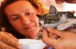 Mahsur kalan yavru kedi, cep telefonundaki kedi sesi...