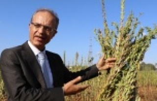 Türünün tek örneği olan bir susam çeşidi bulundu