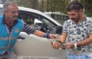 Yaralı 'Küçük Balaban' emin ellerde