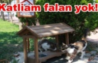 Kedi katliamına belediyeden yalanlama