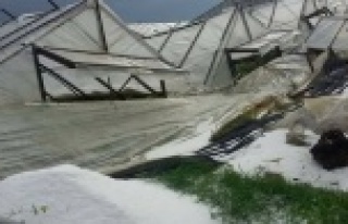 Kısa süreli yağış Alanya'da seraları vurdu