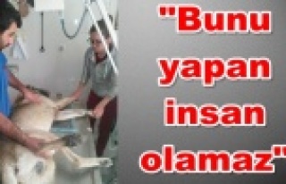 Kurşun sıkılarak vurulan köpek, sürünerek evine...