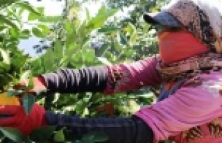 Portakalda erken hasat bereketi