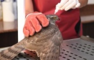 Sağlığına kavuşan atmaca doğaya bırakıldı