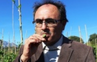 Soğuğa dayanıklı fasulye geliştirildi, sırada...