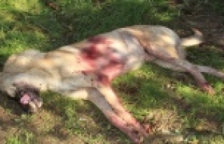 Sokak köpeği av tüfeğiyle vurularak öldürüldü,...