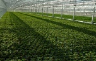 Tarımla uğraşanlar dikkat! TARSİM uyardı