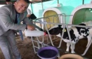 Buzağı Takip Sistemi hayata geçti