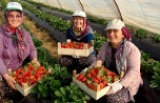 Kış geldi çilek hasadı başladı