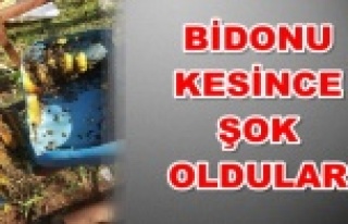 Ormana mantar aramaya gitti, bal yapmış arı oğulu...