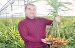 Türkiye'nin ilk zencefil üretimini yaptı