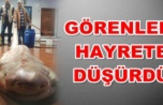 Akdeniz'de balıkçıların ağına canavar takıldı