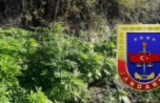 Alanya'da hint keneviri baskını