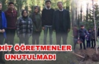 Alanya'nın en anlamlı ağacı