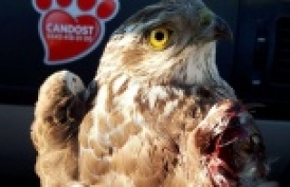 Ateşli silahla yaralanan atmaca tedaviye alındı