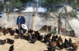 Son maaşı ile 100 tavuk alıp çiftlik kurdu, talebe...