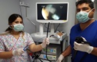 Tavuk yerken boğazına saplanan kemik hastanelik...