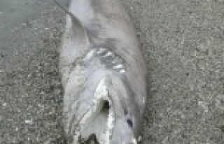Alanya'da köpek balığı paniği