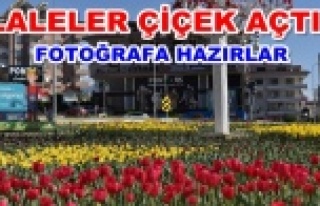 Alanya'da lale devri