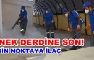 Alanya’da sinek şikayeti yüzde 300 azaldı