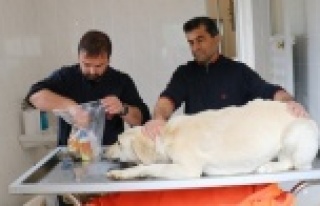 Gazipaşa'da sokak hayvanlarına sağlık kontrolü