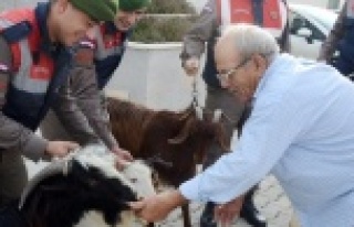 Küçükbaş hayvan hırsızları yakalandı