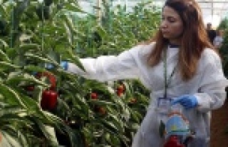 Sebzede kalıntı iddialarına denetimli cevap