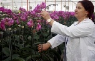 Sevgililerin orkidesi Antalya'dan