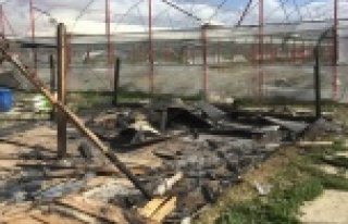 8 baraka ev yakıldı, seralara zarar verildi