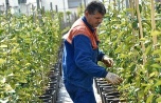 Antalya sokaklarına 5 bin turunç fidanı